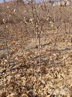 高度220厘米蜡梅