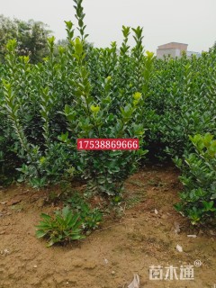 自然形大叶黄杨小苗