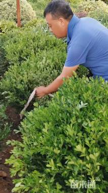 冠幅100厘米瓜子黄杨球