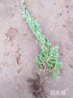 高度30厘米铺地柏