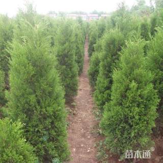 高度100厘米蜀桧