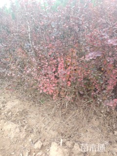 高度50厘米紫叶小檗