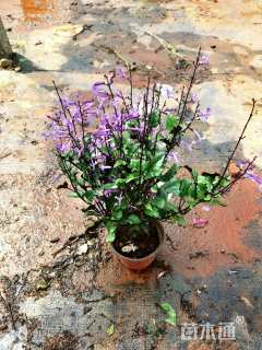 高度80厘米米兰