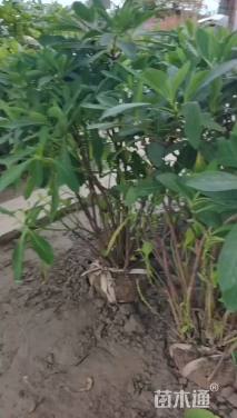 高度70厘米结香球