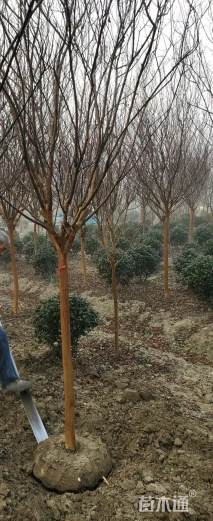 高度450厘米大红紫薇