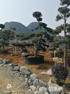 8公分造型红花继木桩