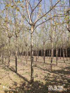 1公分金叶复叶槭