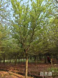 15公分弗吉尼亚栎