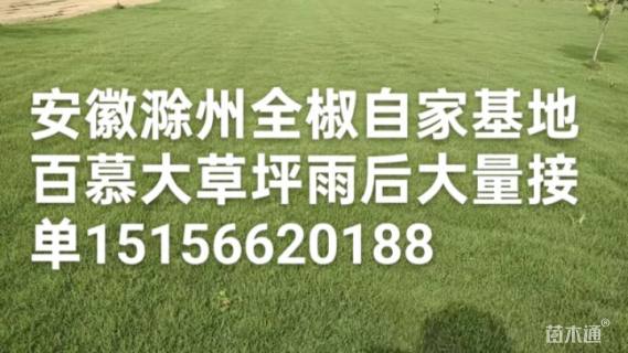 草卷状百慕大草