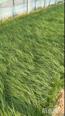 高度20厘米青绿苔草