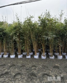 大杯苗琴丝竹袋苗容器苗