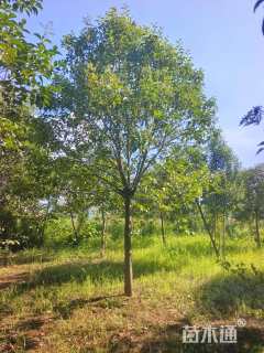 10公分大叶女贞