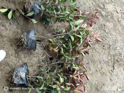 冠幅60厘米红叶石楠球