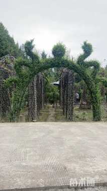 高度200厘米小叶女贞