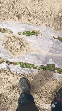 高度30厘米酸枣