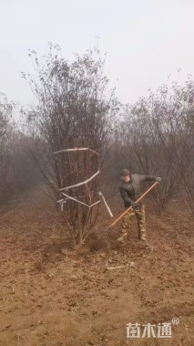 高度300厘米丛生榆叶梅