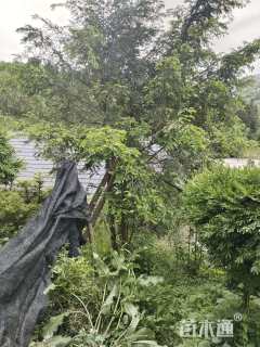 高度2000厘米金弹子