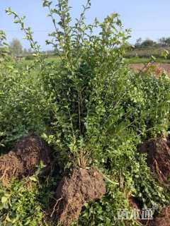 高度30厘米小叶女贞