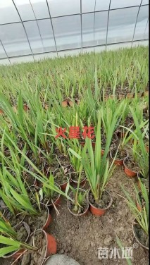 高度20厘米火星花