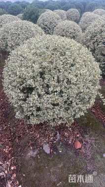 冠幅100厘米银姬小蜡球