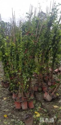 高度50厘米风铃草