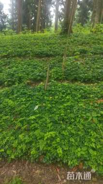 高度7厘米十大功劳