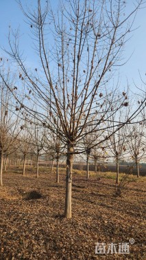 16公分金叶复叶槭