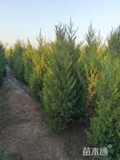 高度150厘米桧柏