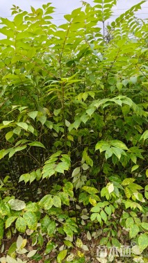 高度80厘米黄柏小苗