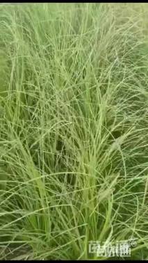 高度80厘米矮蒲苇