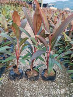 高度20厘米朱蕉