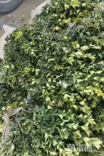 高度40厘米大叶黄杨小苗