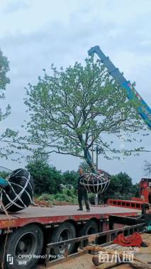 20公分(2杆)丛生香橼