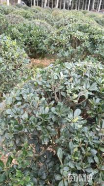 冠幅100厘米海桐球