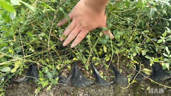 高度70厘米云南黄馨