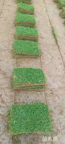草块状百慕大草