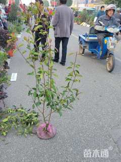 高度100厘米红叶石楠小苗