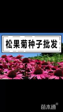 松果菊种子松果菊种子