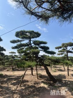 100公分造型松