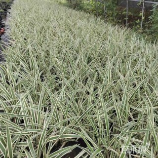 高度30厘米山菅兰