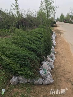 高度180厘米北京桧