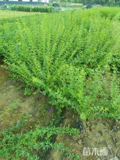 高度60厘米云南黄馨