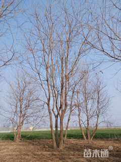 70公分(5杆)丛生乌桕