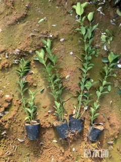 高度40厘米大叶黄杨