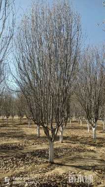 12公分西府海棠