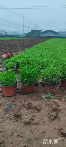 高度10厘米三七景天