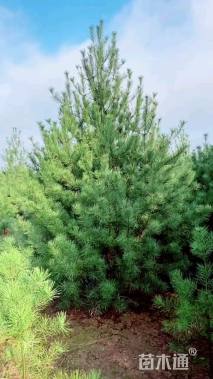 高度180厘米白皮松