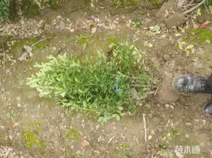 高度120厘米大叶黄杨柱