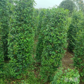 高度150厘米小叶女贞柱