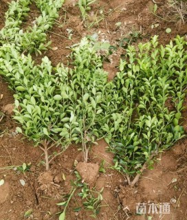高度55厘米大叶黄杨
